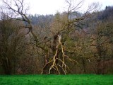 IMG_4271
