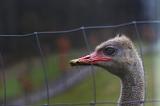 2011-01_50ansEric-164