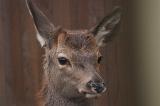 2011-01_50ansEric-185