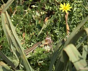 IMG_4397
