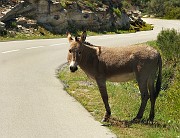 IMG_4417