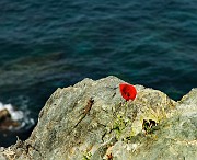 IMG_4561