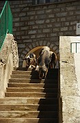 IMG_4629