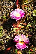 IMG_4748
