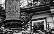 IMG_0100