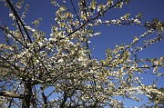 IMG_3917_1