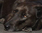 IMG_3928_1