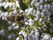 IMG_4013